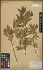 Foto von Salix alba L. x Salix pentandra L.